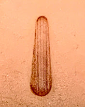 Load image into Gallery viewer, Pro Series Tool 82621-00