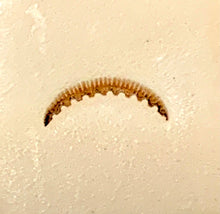 Load image into Gallery viewer, Pro Series Tool 82784-00